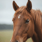 Desesperada búsqueda de refugio para 130 caballos antes del desalojo en diciembre