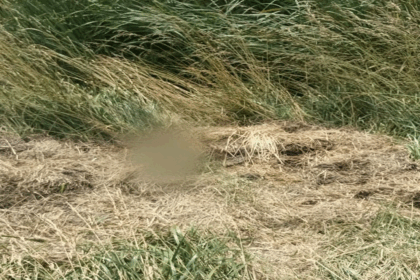 hallazgo cadaver ruta 3 cañuelas