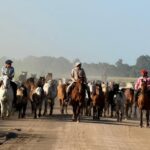 Emoción en la Provincia de Buenos Aires: 133 caballos migran en busca de un futuro mejor