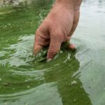 Alerta por cianobacterias: activaron alerta naranja en 17 municipios