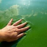 cianobacterias Provincia