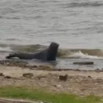 Un lobo marino sorprendió en la costanera de Vicente López en Navidad: así fue el rescate