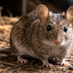 Tragedia en General Belgrano: muerte de niña por hantavirus enciende alerta sanitaria en la Provincia