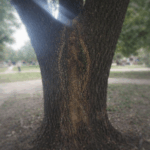 ¿Milagro en Chivilcoy? aseguran que la Virgen apareció en un árbol