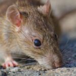 Alerta por hantavirus: murió una niña de 10 años en la Provincia de Buenos Aires
