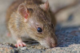 Alerta por hantavirus: murió una niña de 10 años en la Provincia de Buenos Aires