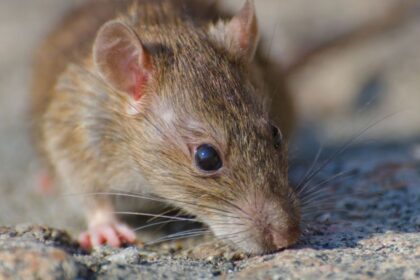 Alerta por hantavirus: murió una niña de 10 años en la Provincia de Buenos Aires