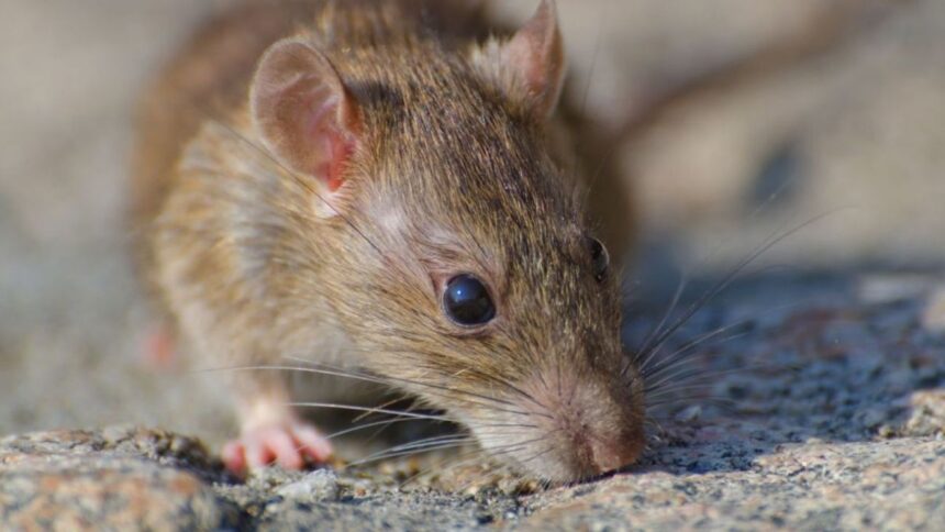 Alerta por hantavirus: murió una niña de 10 años en la Provincia de Buenos Aires