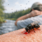 Invasión de barigüí en Buenos Aires: la mosca negra que muerde y preocupa en la cuenca del Salado
