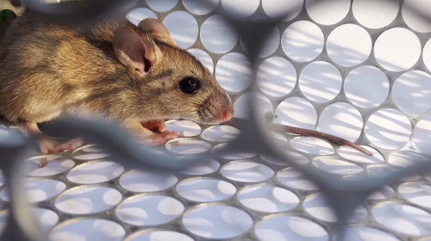 Murió otra persona por hantavirus y llegan a cinco las víctimas en la provincia de buenos aires