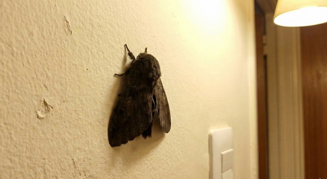 polillas negras provincia