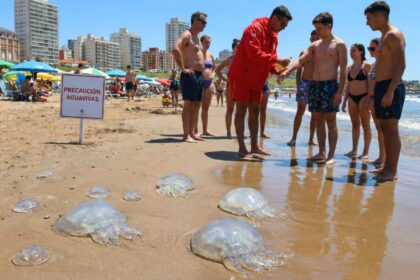 Medusas aguas vivas costa bonaerense pba