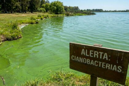cianobacterias provincia de buenos aires pba
