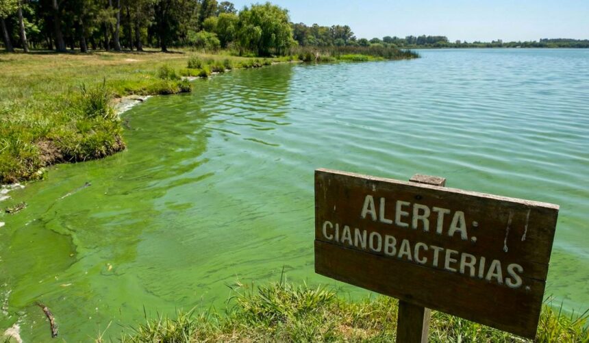 cianobacterias provincia de buenos aires pba