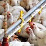 Alerta sanitaria por influenza aviar en provincia de buenos aires: nuevos brotes en aves comerciales y medidas del senasa