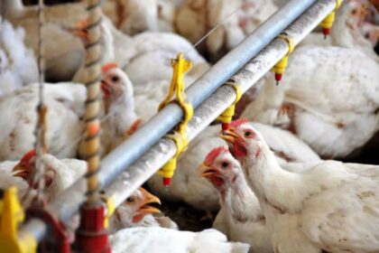 Ranchos confirma caso de gripe aviar y suspenden exportaciones de carne aviar en buenos aires