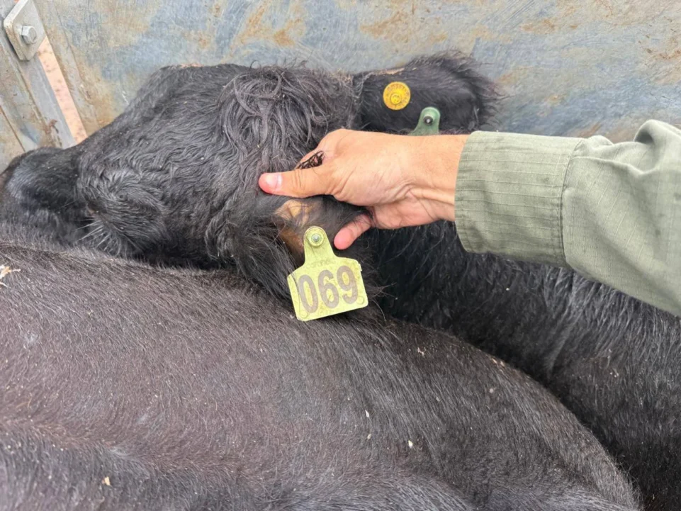 Recuperan 161 animales de bruno riboldi tras el robo millonario: ¿dónde aparecieron las vacas del influencer?