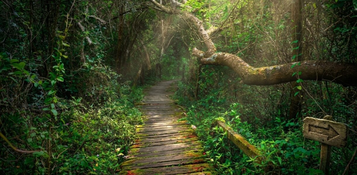 La selva secreta a 150 km de caba: el destino bonaerense donde el amazonas se mete en el río de la plata