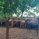 Recuperan 161 animales de bruno riboldi tras el robo millonario: ¿dónde aparecieron las vacas del influencer?