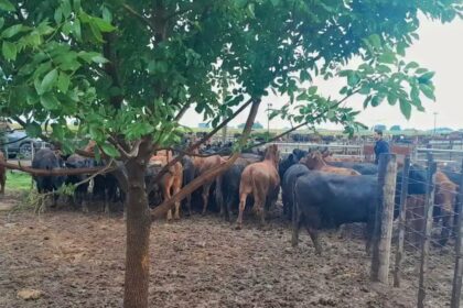 Recuperan 161 animales de bruno riboldi tras el robo millonario: ¿dónde aparecieron las vacas del influencer?