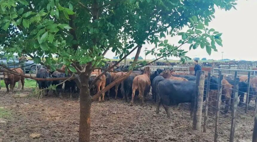 Recuperan 161 animales de bruno riboldi tras el robo millonario: ¿dónde aparecieron las vacas del influencer?