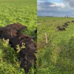 Una centella mató 33 terneros en un campo bonaerense