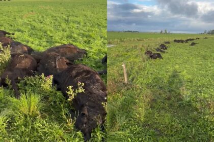 Una centella mató 33 terneros en un campo bonaerense