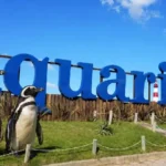 Impactante: venden pingüinos tras la quiebra del aquarium de mar del plata
