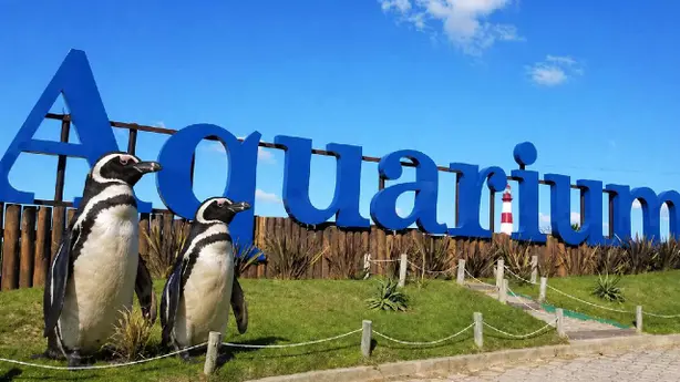Impactante: venden pingüinos tras la quiebra del aquarium de mar del plata