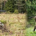 Autorizan la caza de jabalíes para proteger al venado de las pampas
