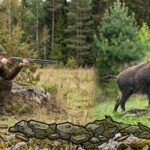Autorizan la caza de jabalíes para proteger al venado de las pampas