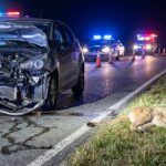 Tremendo choque contra un puma en la ruta 11, cerca de costa esmeralda