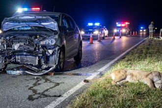 Tremendo choque contra un puma en la ruta 11, cerca de costa esmeralda