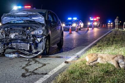 Tremendo choque contra un puma en la ruta 11, cerca de costa esmeralda