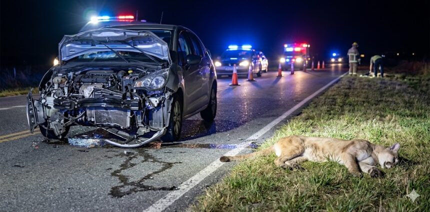 Tremendo choque contra un puma en la ruta 11, cerca de costa esmeralda