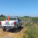 Misterioso robo de 52 terneros en lincoln: desaparecieron animales valuados en 50. 000 dólares