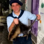 Dos jóvenes irán a juicio por matar a una nutria y difundir el ataque en redes sociales
