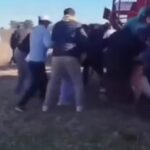 Volcó un camión con cerdos y decenas de personas faenaron los animales