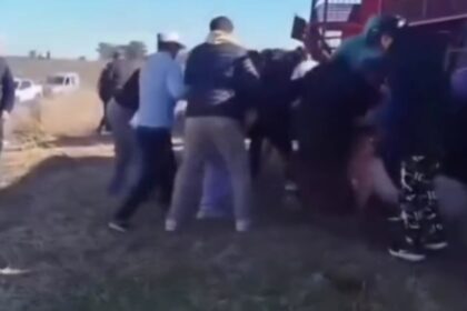 Volcó un camión con cerdos y decenas de personas faenaron los animales