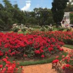 Regalan plantas en el rosedal: días, horarios y cómo conseguir tu rosal gratis