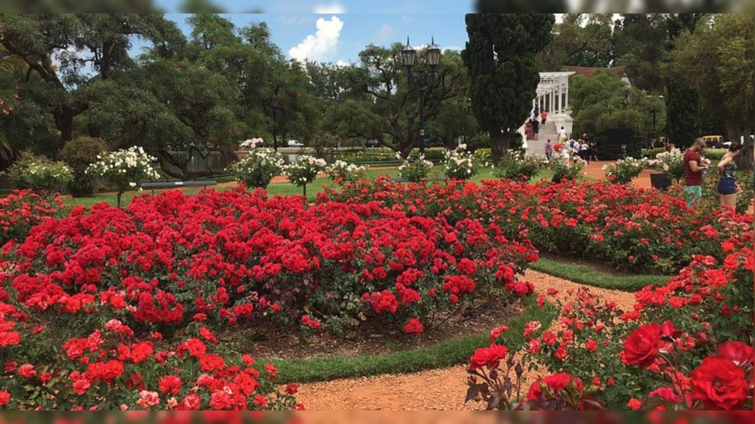Regalan plantas en el rosedal: días, horarios y cómo conseguir tu rosal gratis