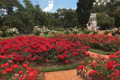 Regalan plantas en el rosedal: días, horarios y cómo conseguir tu rosal gratis