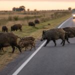Crece la preocupación por la invasión de jabalíes en distritos del sur bonaerense