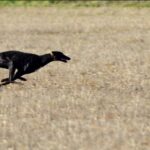 Presentaron un proyecto para prohibir la caza en todos los campos privados bonaerenses