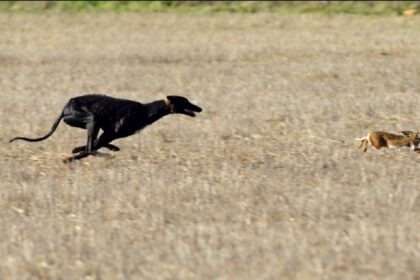 Presentaron un proyecto para prohibir la caza en todos los campos privados bonaerenses