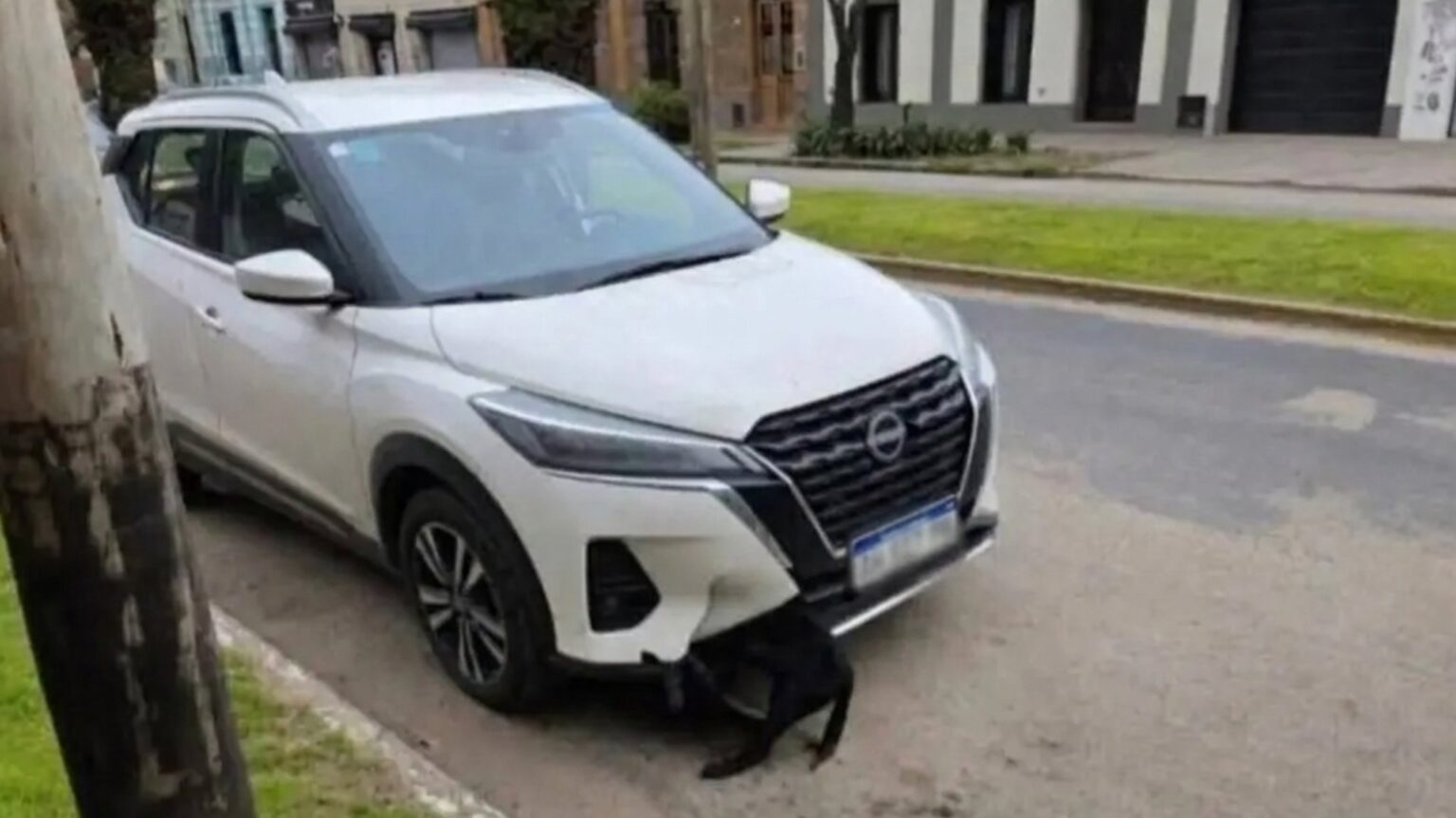 San vicente: una escribana atropelló a un perro, lo arrastró 10 km y llegó así a un acto con kicillof