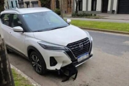 San vicente: una escribana atropelló a un perro, lo arrastró 10 km y llegó así a un acto con kicillof