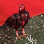 Riña de gallos y apuestas clandestinas en brandsen: 11 detenidos, secuestro de $3 millones y la investigación sobre el boliche ibiza