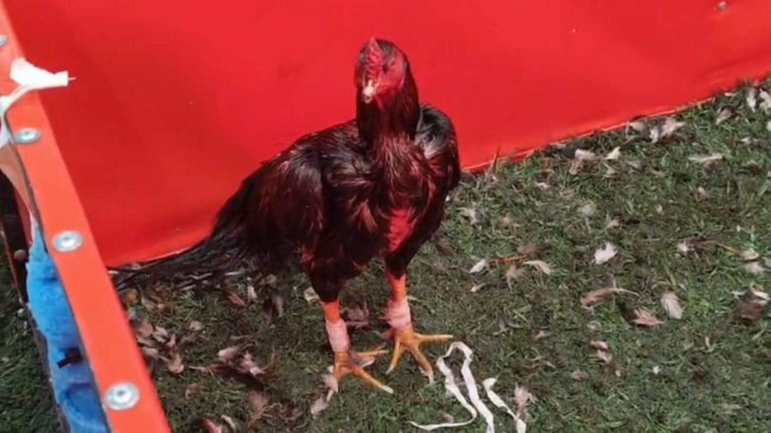 Riña de gallos y apuestas clandestinas en brandsen: 11 detenidos, secuestro de $3 millones y la investigación sobre el boliche ibiza