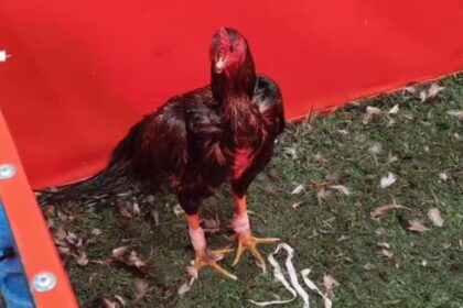 Riña de gallos y apuestas clandestinas en brandsen: 11 detenidos, secuestro de $3 millones y la investigación sobre el boliche ibiza